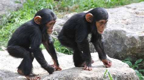 Chimps Recognize Butts The Way Humans Recognize Faces Mental Floss