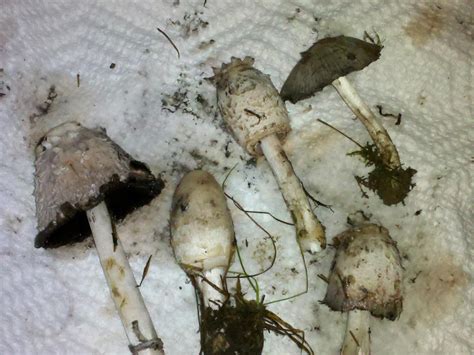 Michigan Mushroom Id Mushroom Hunting And Identification