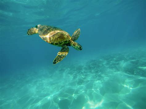 Free Images Water Underwater Sea Turtle Reptile Dive Vertebrate