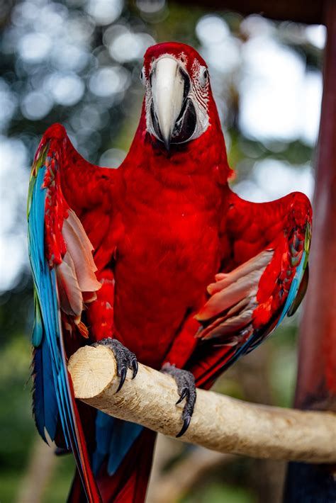 Top 10 Most Beautiful Parrots In The World Mchayatonline Medium