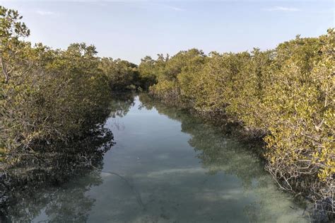 You Can Now Walk Through Abu Dhabis 1 Million Square Metre Mangrove