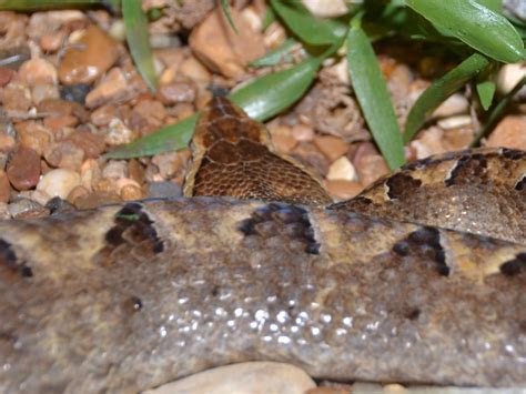 The Online Zoo Malayan Pit Viper