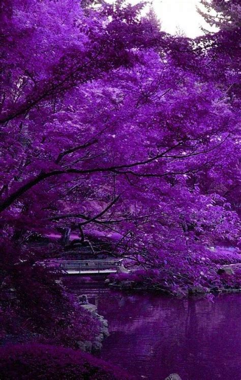 Media in category dark purple flowers. Pin by Samyukta on Silapathikaram | Purple flowers, Purple ...