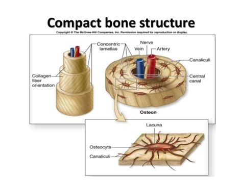 Other sets by this creator. Structure Of Compact Bone And The Osteon - sharedoc