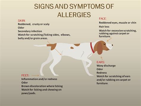 What Are The Most Common Allergies In Dogs