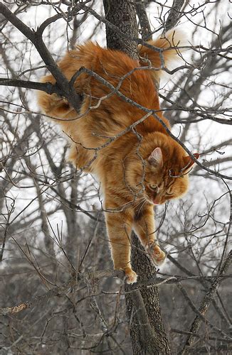 Cat Climbing Trees