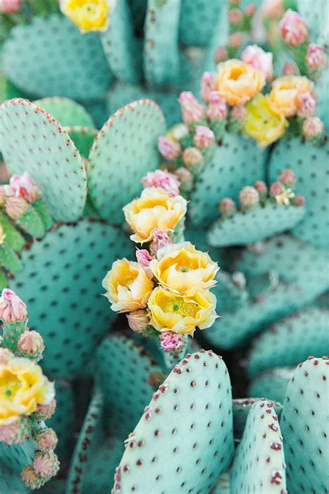 Print Shop Cactus Flower Cactus Photography Flower Aesthetic