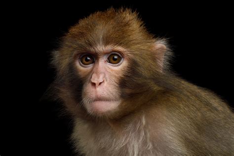 You can crop your photo into shapes, crop video, or try our powerful smart resize tool that lets you crop designs in bulk for all your social media channels. Scientists Controlled the Behavior of Monkeys by Zapping ...