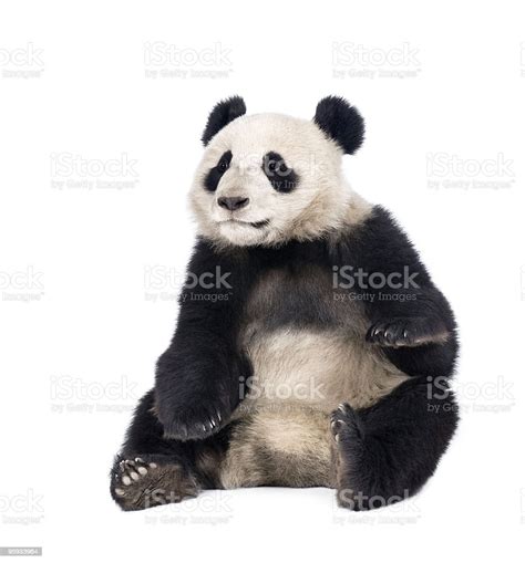 Giant Panda Sitting In Front Of White Background Stock Photo Download