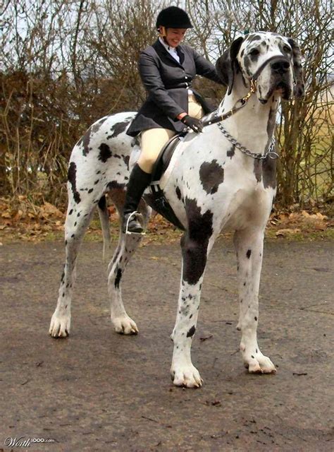 Cute Dogspets Great Dane~tallest Dog In The World Pictures