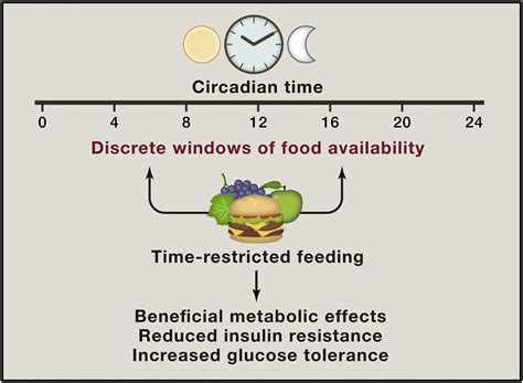 Time For Food The Intimate Interplay Between Nutrition Metabolism
