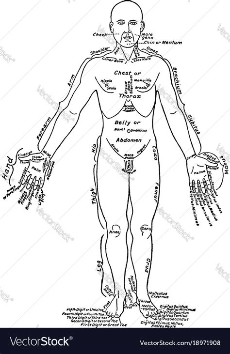 Front View Parts Human Body Labeled Royalty Free Vector