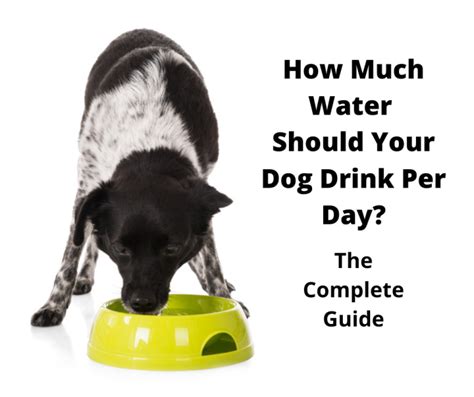 How Much Water Should A Dog Drink A Day Puppies Included