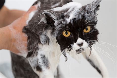 21 Hilarious Photos Of Cats In Baths