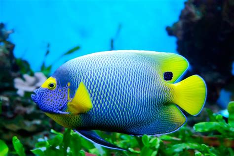 Los Peces Más Bonitos Del Mundo Marino Aquarium Costa De Almería