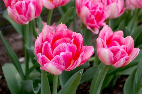 Great Bulbs And Perennials Tulip Foxtrot