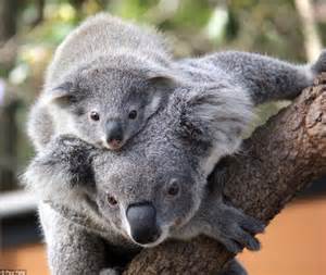Symbio Wildlife Park Rear Cute Koala Joey In Sydney Daily Mail Online