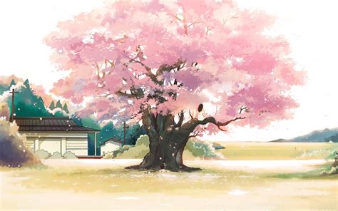 Anime Cherry Blossom Tree Wallpaper Blossoms Interior Whites