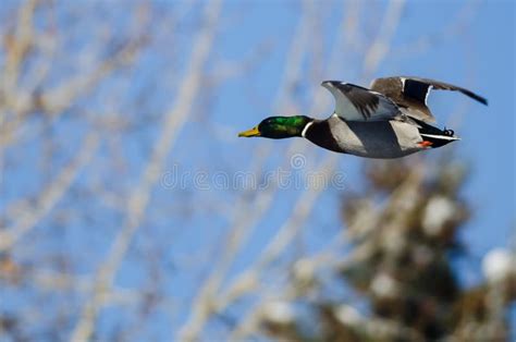 Mallard Duck Flying Past The Snow Covered Winter Tree Stock Photo