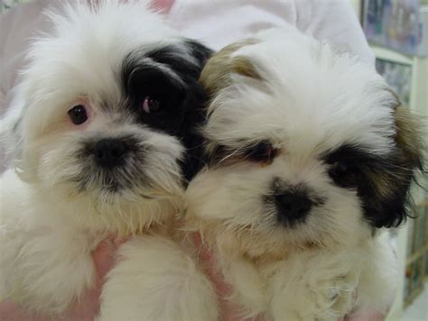Learn more about the pomeranian shih tzu mix. Shih Tzu Pomeranian Mix Puppies Picture