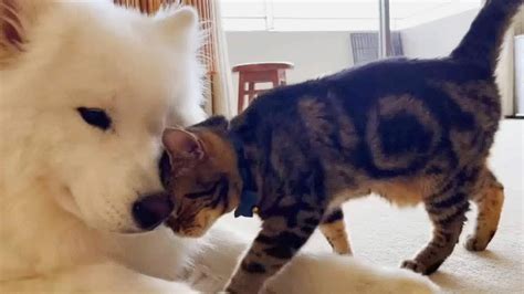 Samoyed Dog Fell In Love With His Kitten Since The Moment They Met