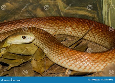 Coastal Taipan Stock Image Image Of Snakeamp Elapid 189382259