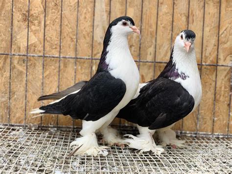 Lahoresherazi Pigeons For Sale Birdtrader