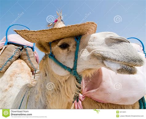 Camel With A Hat Stock Image Image Of Beauty Sahara 5514201
