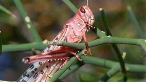 Swarm Of Locusts Devour Everything In Their Path Planet Earth Bbc