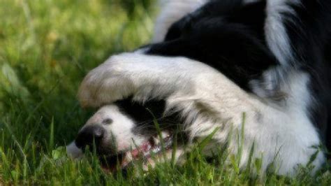 Why Dogs Cover Their Faces With Their Paws Healthy Paws Pet Insurance