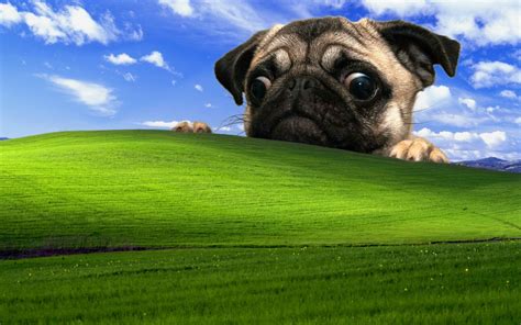 48 Funny Windows Xp Wallpaper Wallpapersafari