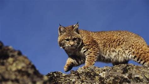 Facts On Wild Bobcats In Florida Animals