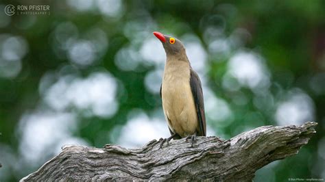Red Billed Oxpecker Ron Pfister Photography