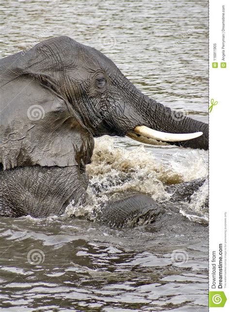 Elephants Having Sex In The River Stock Image Image Of Chobe Safari 116911905