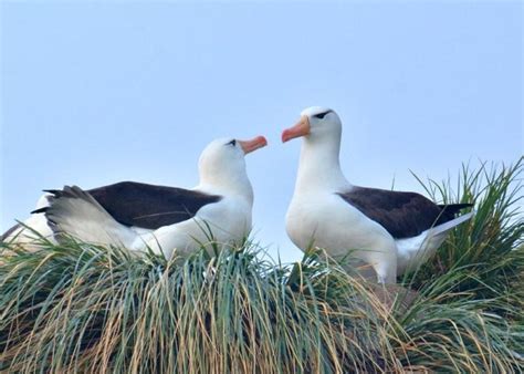 Albatross Couple David Salomon