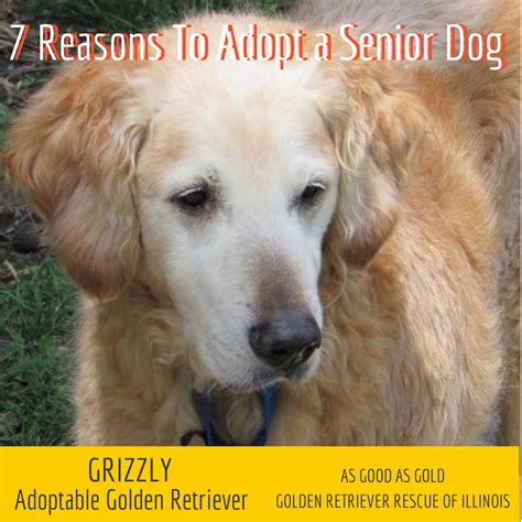 7 Reasons To Adopt A Senior Dog Golden Woofs Senior Dog Dogs Adoption