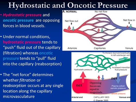Capillary Hydrostatic Pressure