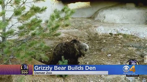 Grizzly Bear At Denver Zoo Digs Den Youtube