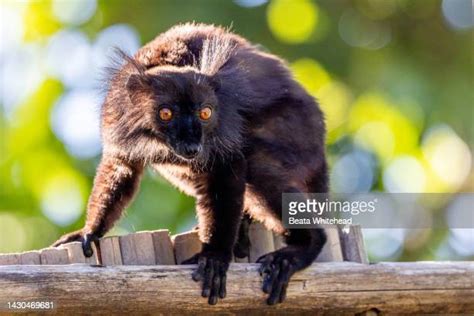 Happy Lemur Photos And Premium High Res Pictures Getty Images