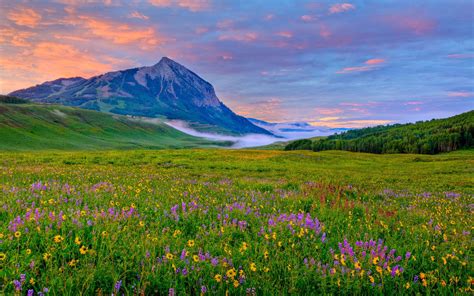 Crested Butte Valley Yellow And Purple Wildflowers Rocky Mountains In