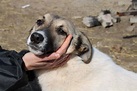 Tierschutzreise mit Hunderettung Europa