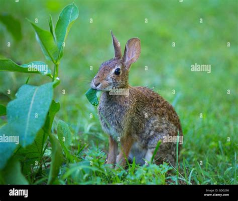 Eastern Cottontail Sylvilagus Floridanus Rabbit Chewing Eaves Of A