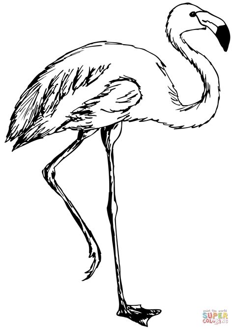 Coloring Pages Flamingos