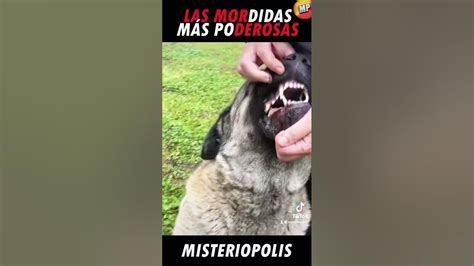 Las Mordidas De Perros Más Fuertes Del Mundo Youtube