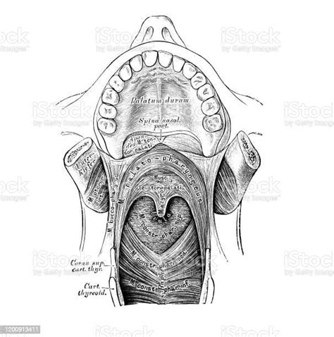 The Illustration Of Muscles Of Soft Palate Seen From The Front In The