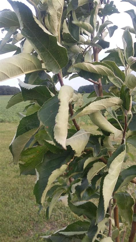 What Does The Curling Of My Apple Tree Leaves Indicate Southeast