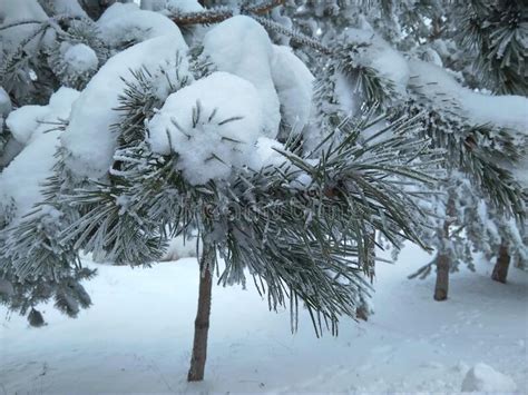 Coniferous Branches Are Covered With Snow Pine Branch In The Snow