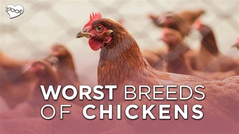 Worst And Best Chicken Breeds Facts Youtube