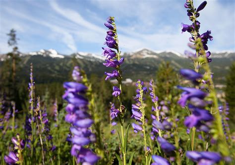 Guide To Wildflowers In Breckenridge Breckenridge Colorado