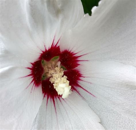 White Rose Of Sharon By Meg119